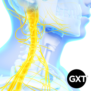 The Vagus Nerve