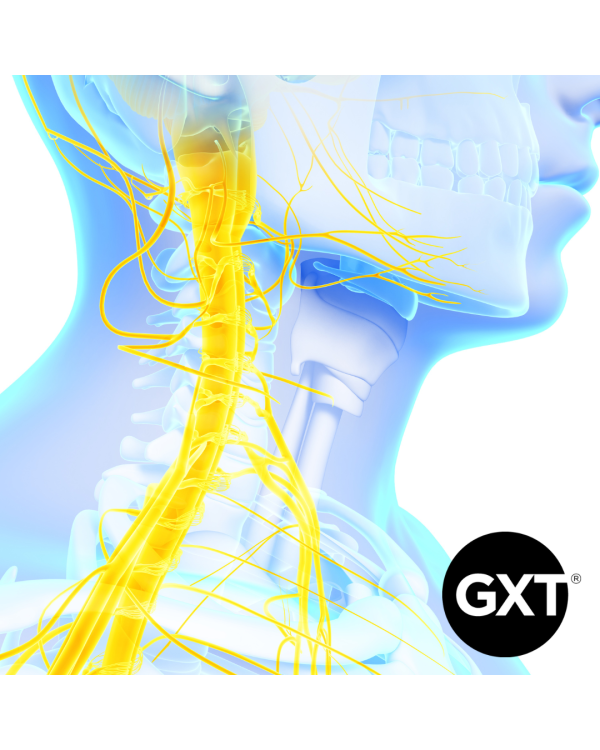 The Vagus Nerve